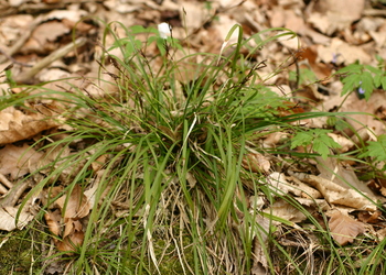 Finger-Segge (Carex digitata L.) - © Emanuel Trummer